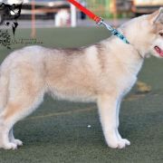 Let Me Be Your Dream Gold Bumblebee aka БиБу