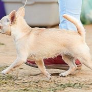 SHANEL ODESSKIY TALISMAN