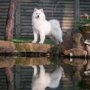 Polar Mist White Star Don Juan 