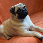 JAGNA z Północnej Polany