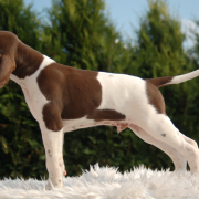 Harney Beskid Point (FCI) 