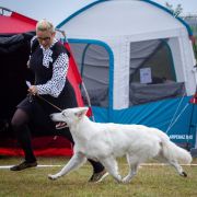 Clockwork Shepherd WISE 