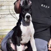 PROZERPINA Czar Olbrzyma