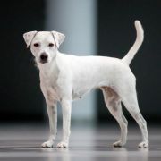 CHIARA z Gorajskiego Grodu