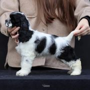 Deysie - Queenzie ALL GLITTER ON ME