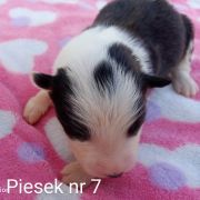 piesek 7