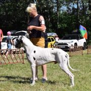 mł. Ch. BELLAZZAN Blue Raspberry