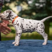 BRAWURKA z Łaciatej Krainy