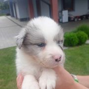 Danio Jodłowy Border