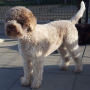 AURELIA Eminentia Canis