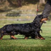 APPLAUSE Long and Lovely