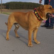 Ch Pl BAAL Corde Bellator(FCI) 