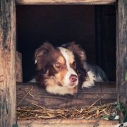 TRAWKA z Uroczyska (FCI)