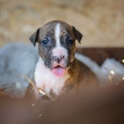 TIANA Because of Crazy Time 