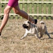 FLASH OF JOY LADY LUCK FOR SEQUEDILLE