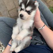 Lucyfer z Bratkowej Ohany