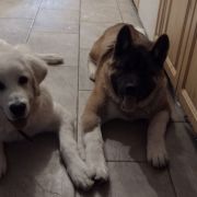 BILBO BAGINS Grace Land Szydłowiec (FCI)