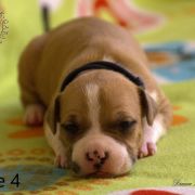 Male 4 Dolcze Gabara