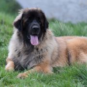 KIND OF MAGIC Ginger Heaven 