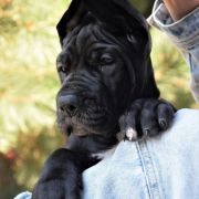 ALCHEMIA Przylądek Doga FCI 