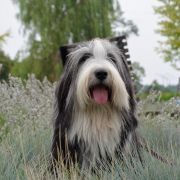 Charlotte Sometimes Del Cuore Impavido 