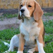 KETTY KISMET DARLING JOY