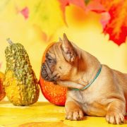 TELMA Hokus Pokus z Perłowej