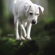 CHIARA z Gorajskiego Grodu