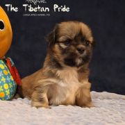 Ch.Puppy.PL J.Ch.PL WANGMO JHAMA The Tibetan Pride (FCI)