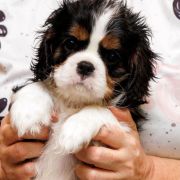 Piesek 1