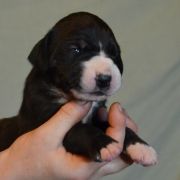 SYRINGA Czar Olbrzyma 