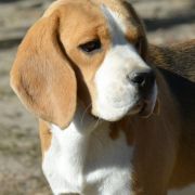 SELESTA'S DREAMS SHIMMER MY DARLING JOY