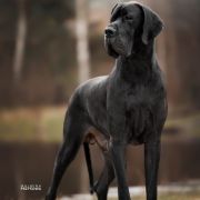 ANDREAS Coronegra FCI