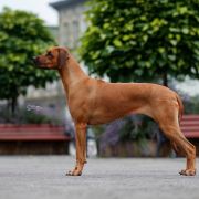 C.I.B Candidate, MultiChampion, LORNA FIRST OF THIS NAME FOR Ginger Ri