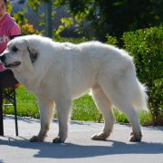 Kai Harvey from Pyrlandia