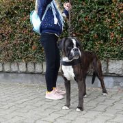 BACARDI Dela Kapturos(FCI)