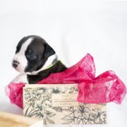 MAJESTY Zealous Heart