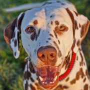 Eliot s Nevskih Ostrovov