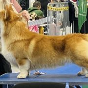 DABOGAH GLOWING GARDEN GNOMES