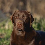 Labranzh Shot Alabama 