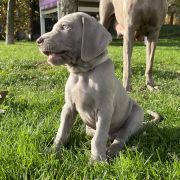 BLASER ze Stryszowskiego Boru FCI