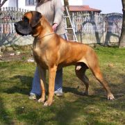 BAMBINO Giga la Gothica