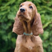 ETERNIA CRINGER Ginger State of Mind