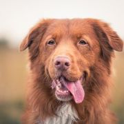 Trevor Basseciarnia FCI