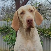 Thor de la Vallée d'Ustou