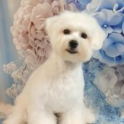 BUBBLE FLUFF IRIS PET