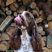 No APOLOGIES Avendesora Poland (FCI)