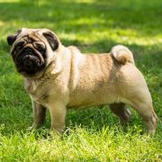 ENKANTO MAGIKO YAGAMI I ACCEPT CHALLENGE