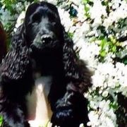 Veralis Star Club Merlin Magic