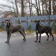 KAREIA Margarejro (FCI)